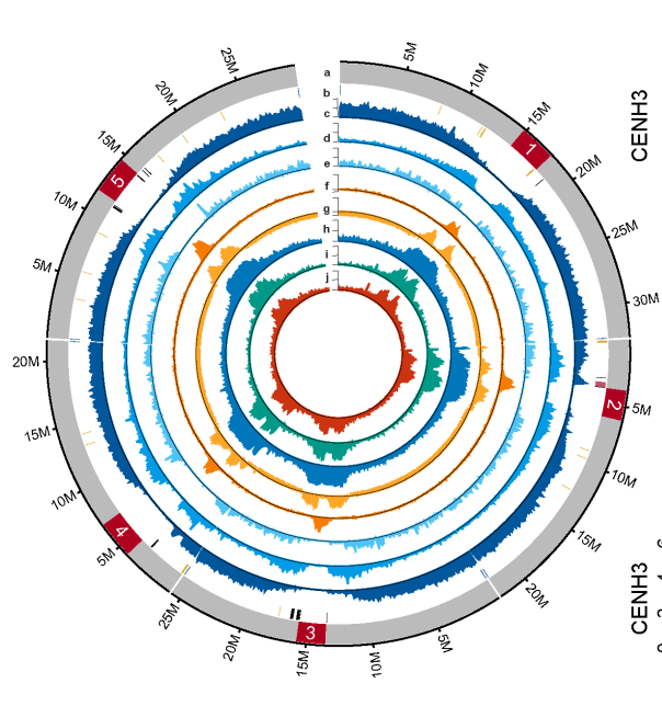 Plant & Animal T2T Genome